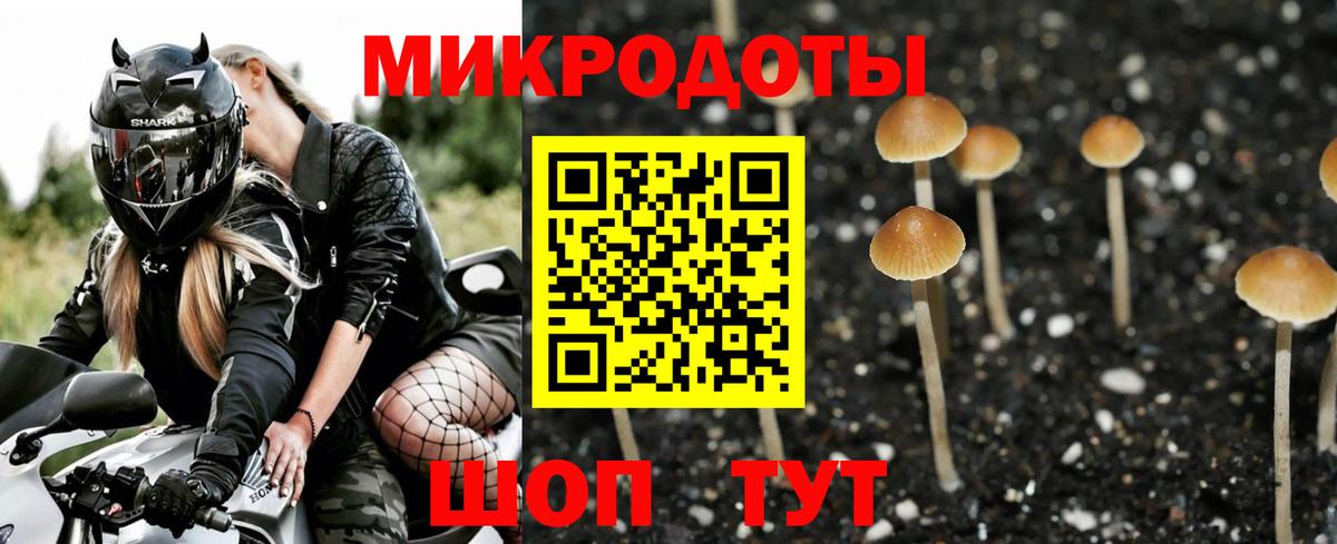 Галлюциногенные грибы Psilocybine cubensis Ачхой-Мартан